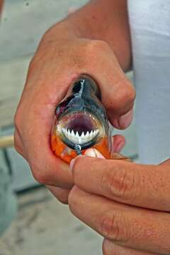 Image of Red-bellied piranha