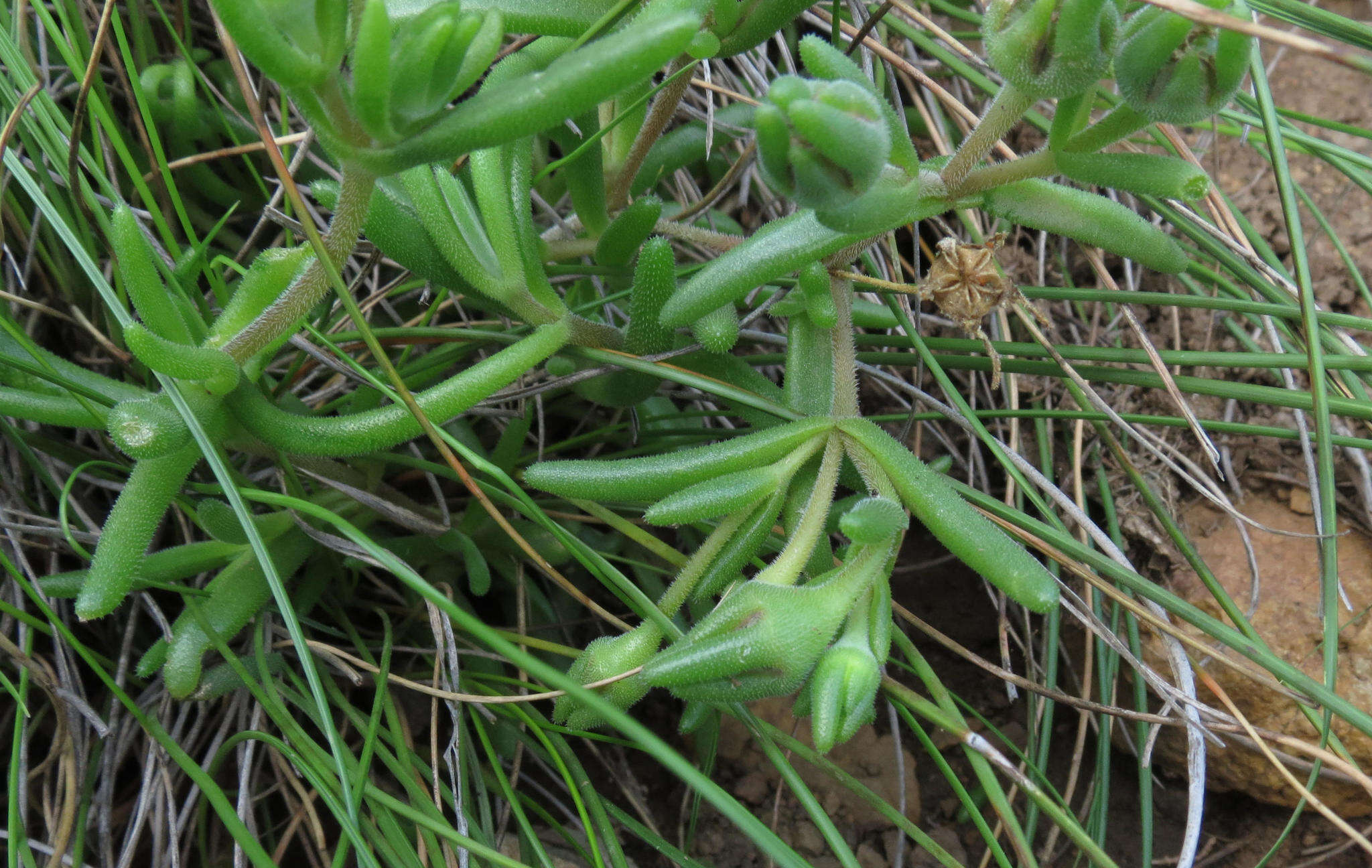 Image of Delosperma brevisepalum L. Bol.