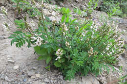 Astragalus robbinsii (Oakes) A. Gray的圖片