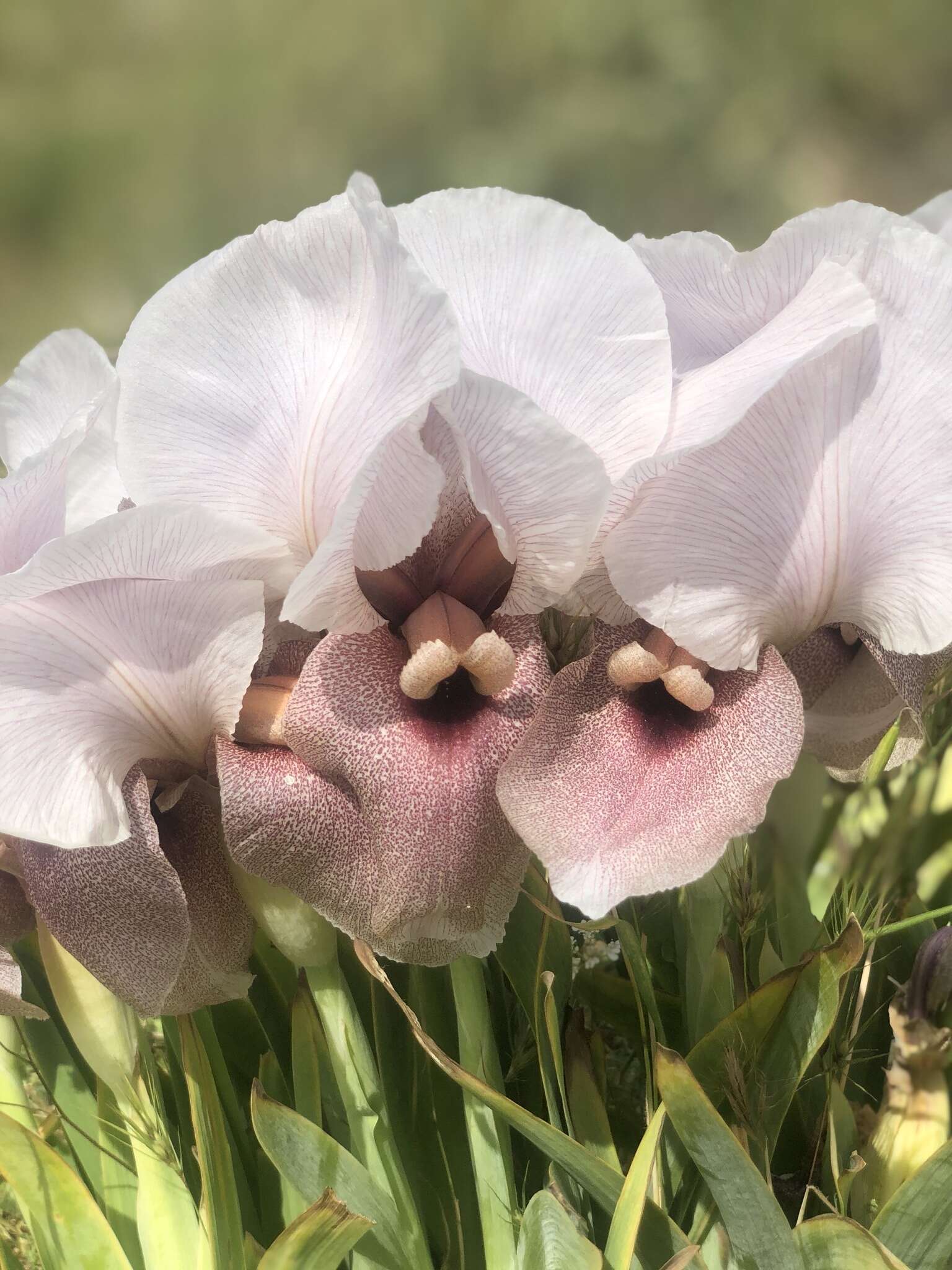 Image of Iris lortetii var. samariae (Dinsm.) Feinbrun