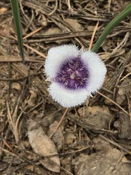 Image of beavertail grass