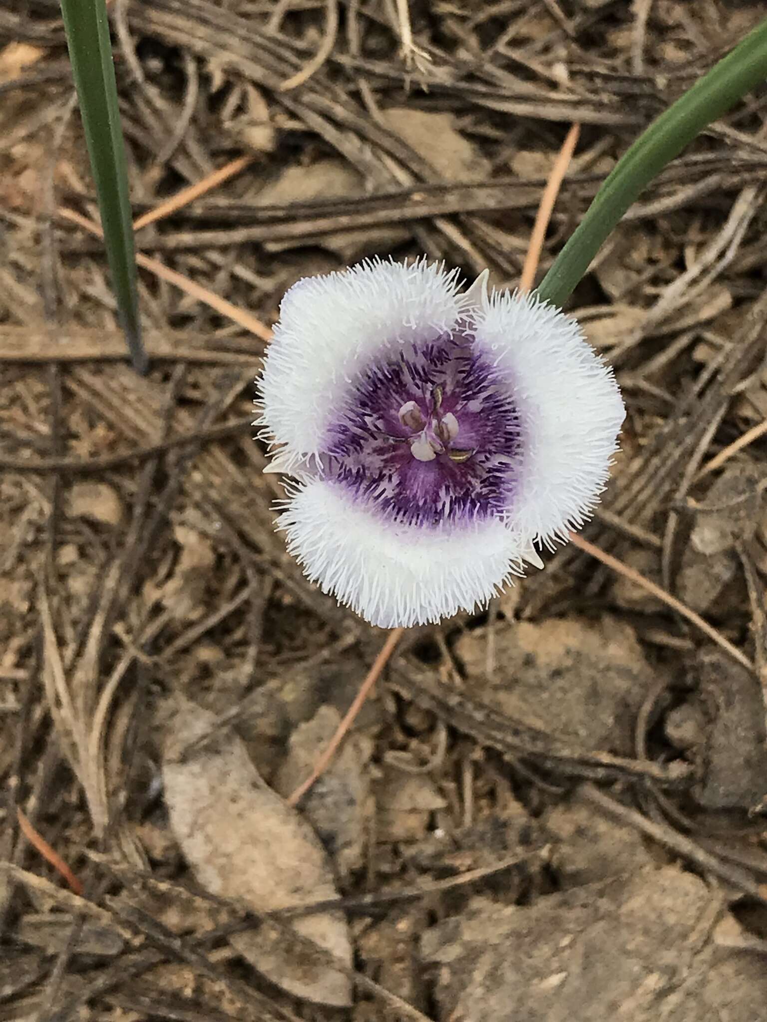 Imagem de Calochortus coeruleus (Kellogg) S. Watson