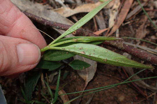 Image of Clematis gentianoides DC.