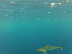 Image of Silky Shark