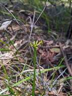 Image of Tricoryne anceps subsp. pterocaulon (Baker) Thongp.