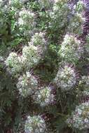 Image of sticky phacelia