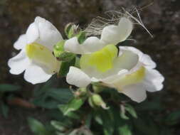 Image of garden snapdragon