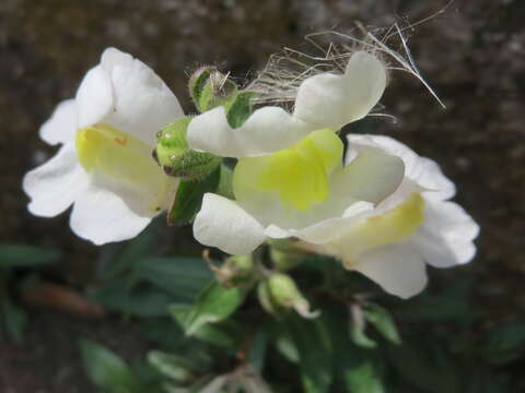 Plancia ëd Antirrhinum majus L.