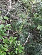 Image of eastern turkeybeard