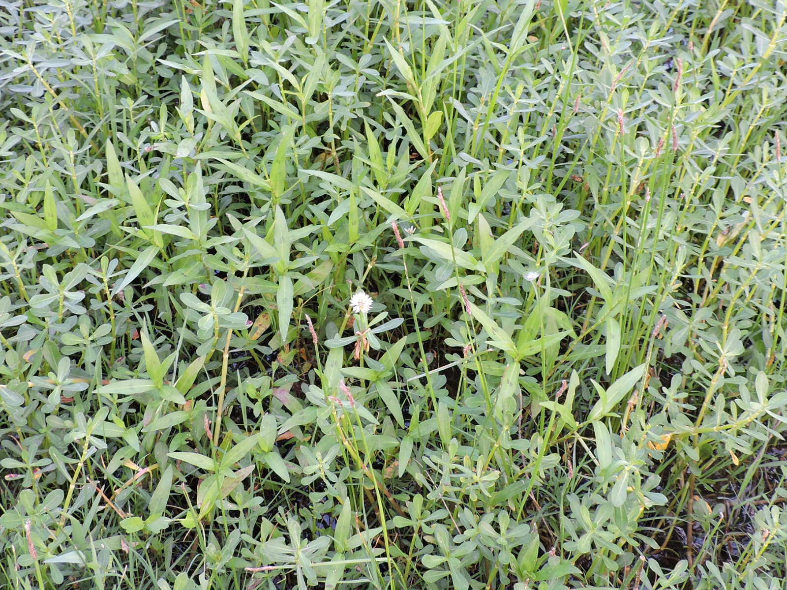 Image of alligator weed