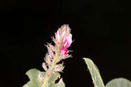 Image of Indigofera flavicans Baker