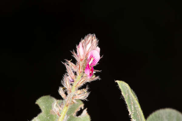 Imagem de Indigofera flavicans Baker