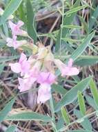 Sivun Lathyrus nevadensis S. Watson kuva