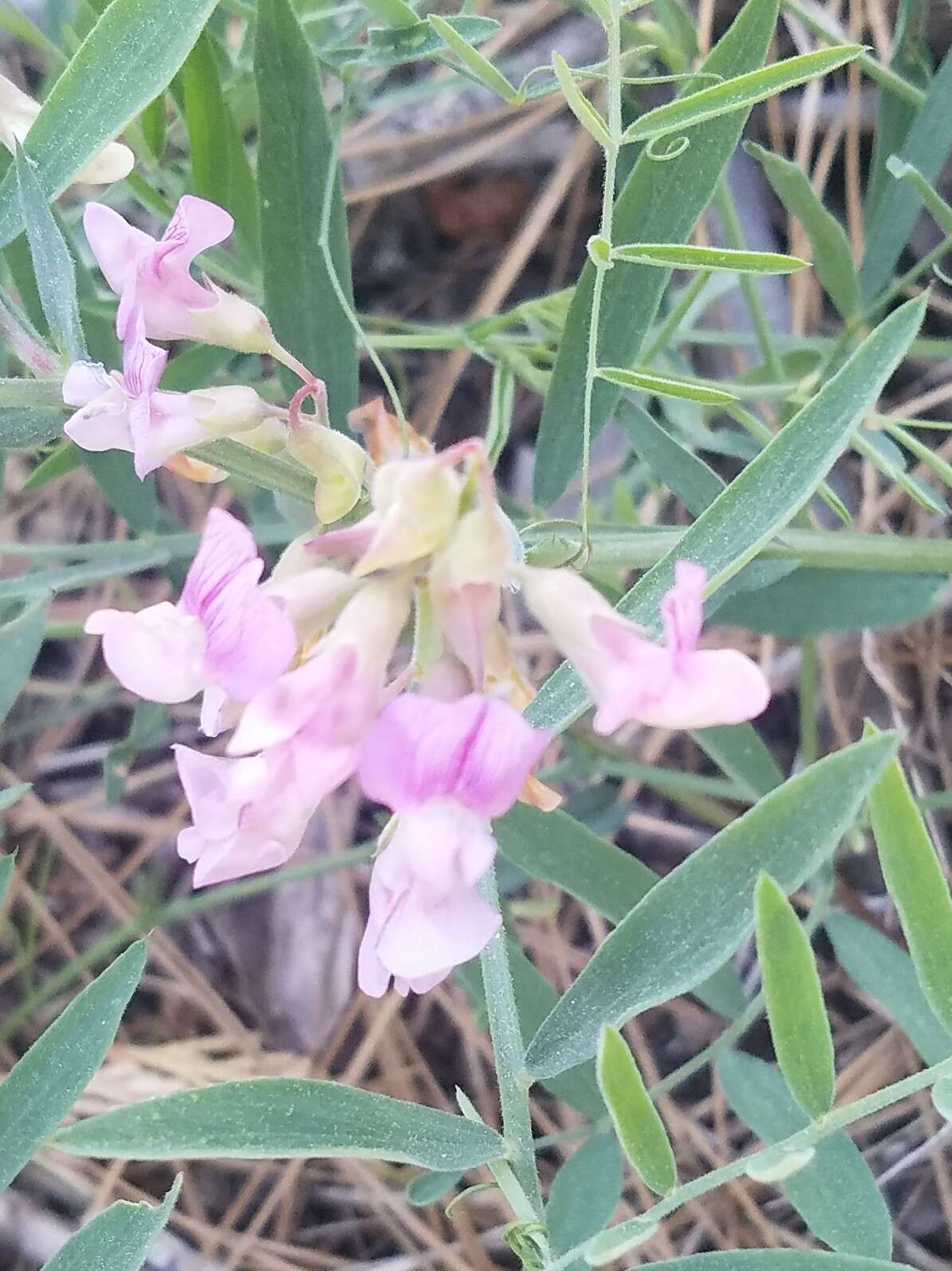 Sivun Lathyrus nevadensis S. Watson kuva