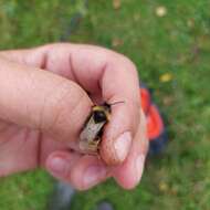 Image of Bombus quadricolor (Lepeletier 1832)