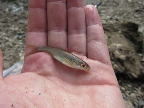 Image of Sand Shiner