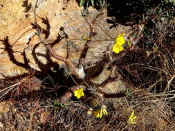 Imagem de Pachypodium gracilius (H. Perrier) S. H. Y. V. Rapanarivo