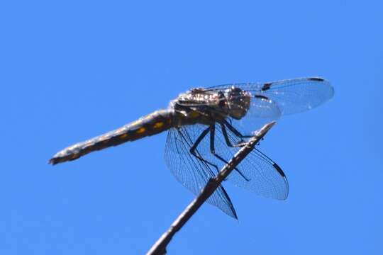 Image of Hoary Skimmer