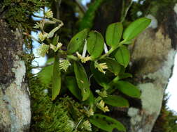 Image of Fairy bentspur orchid