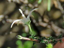 صورة Wahlenbergia nodosa (H. Buek) Lammers