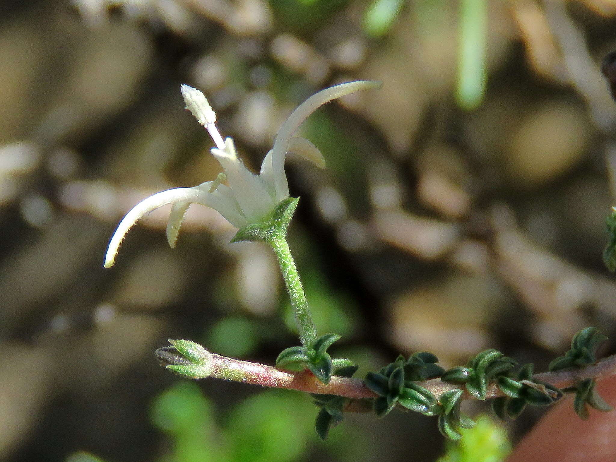 صورة Wahlenbergia nodosa (H. Buek) Lammers