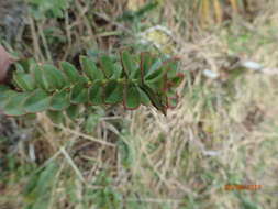 Image of Veronica macrantha Hook. fil.