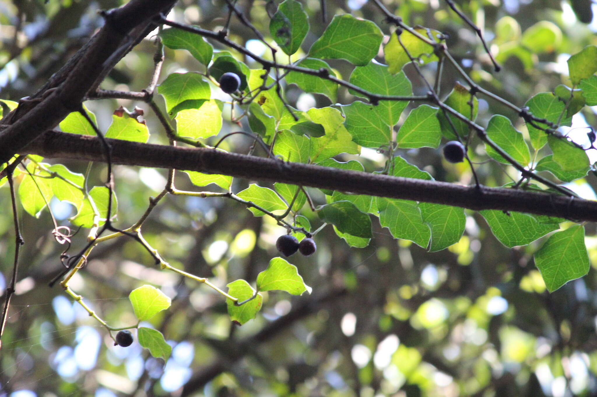 Image of Bastard forest grape