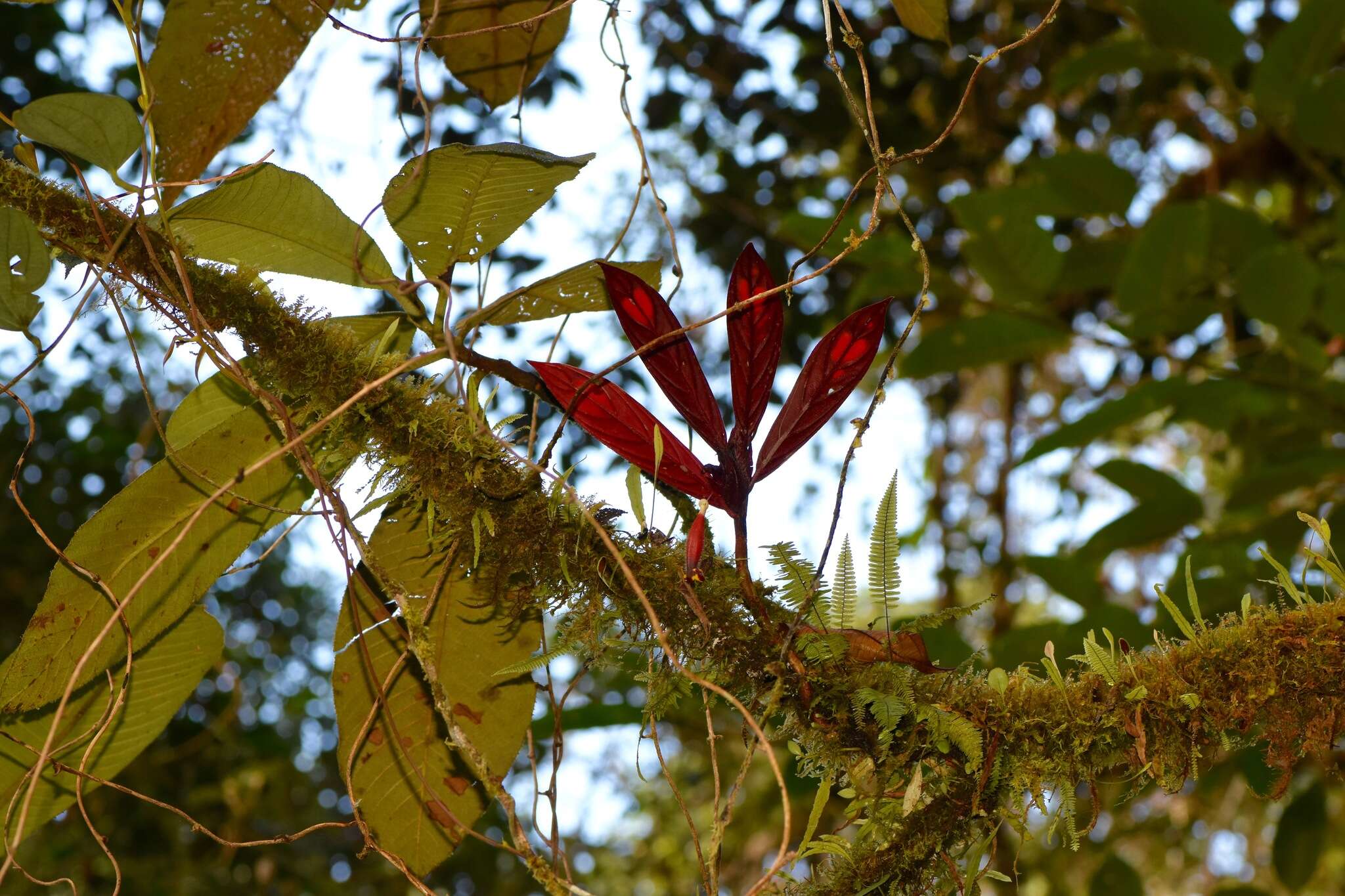 Image of Columnea dimidiata (Benth.) Kuntze