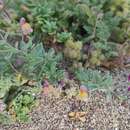 Sivun Linaria pedunculata (L.) Chaz. kuva