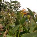 Image of Caribbean canna