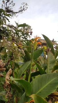 Image of Caribbean canna