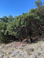 Image of Hoover's manzanita