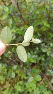 Image of woolyleaf ceanothus