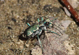 Image of Appalachian Tiger Beetle