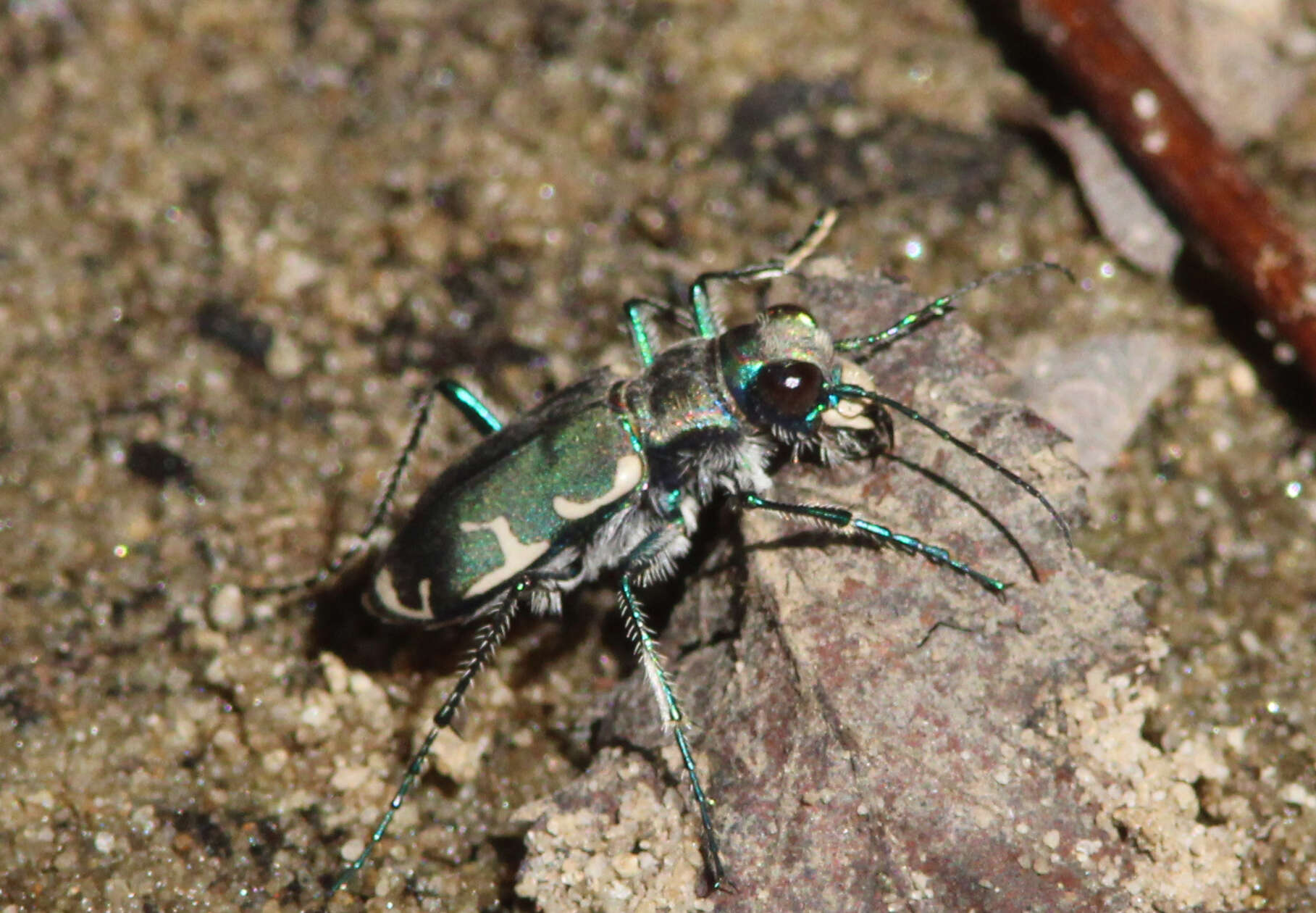 Image of Appalachian Tiger Beetle