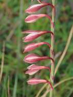 Image of Hesperantha radiata subsp. radiata