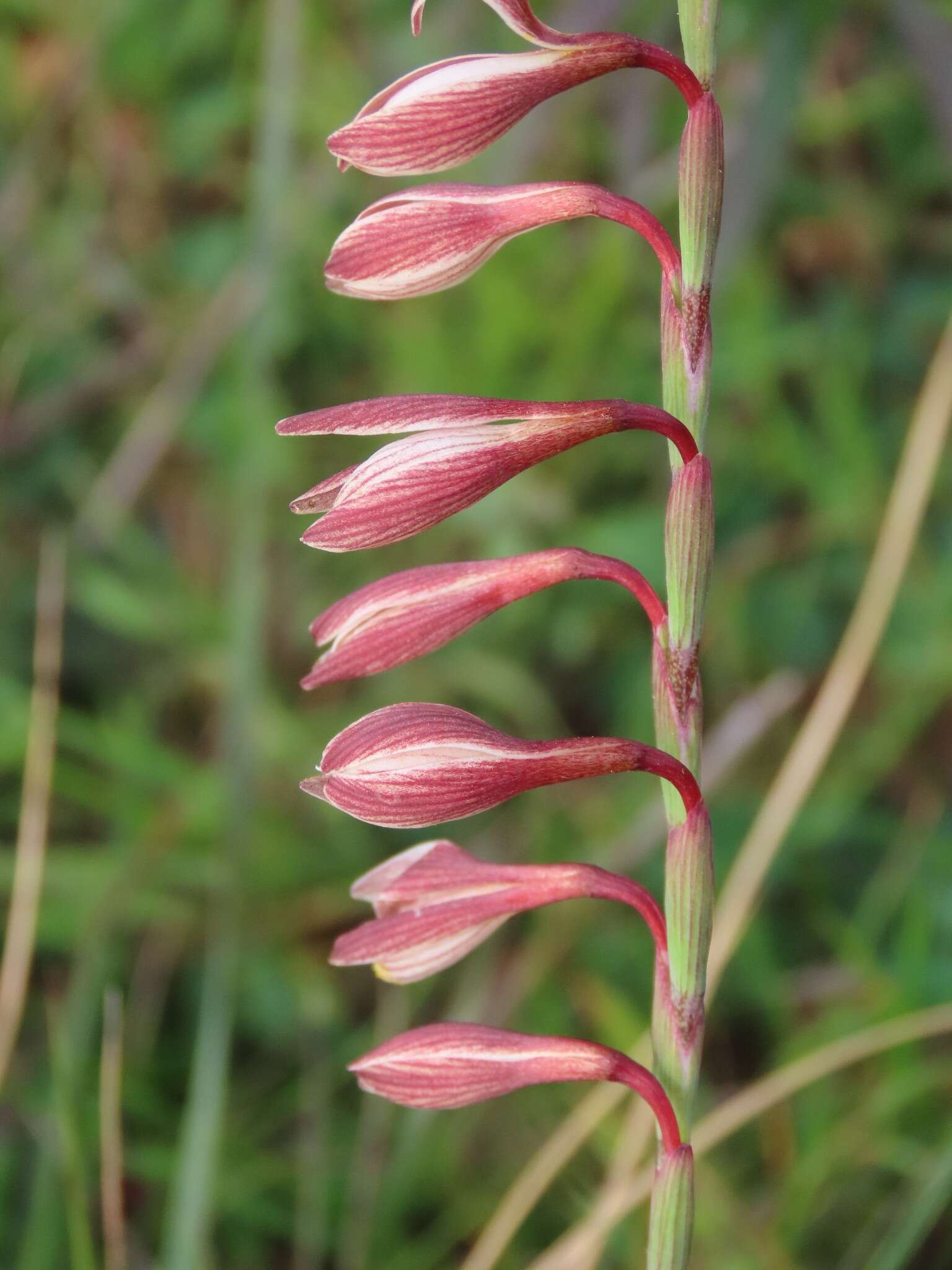 Hesperantha radiata subsp. radiata的圖片