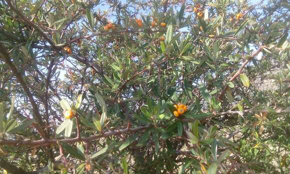 Image de Pyracantha angustifolia (Franch.) C. K. Schneid.