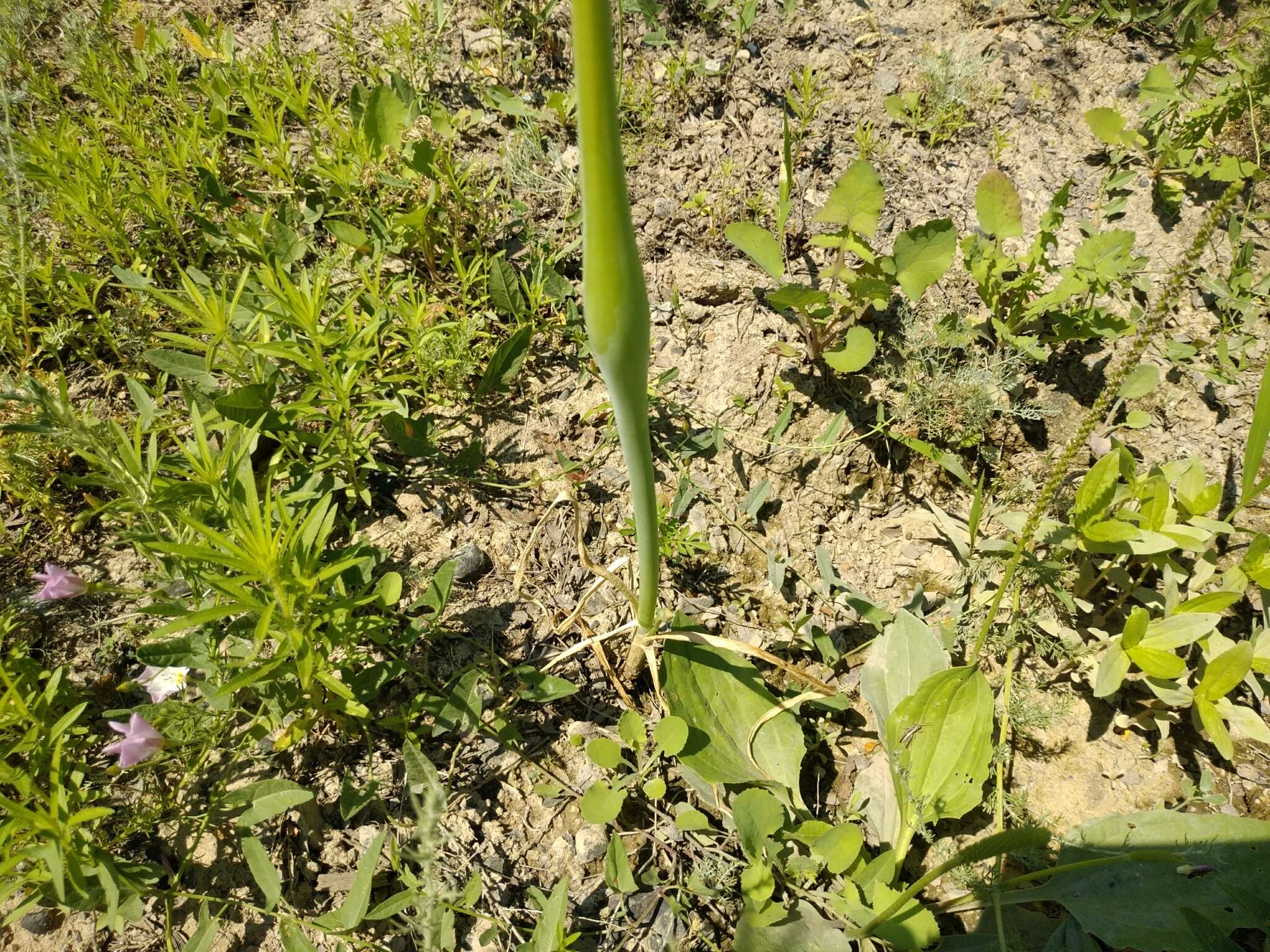 Image of garden onion