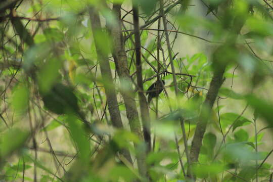 Image de Manakin des yungas