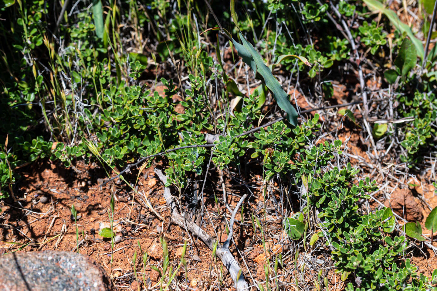 Image of Pine Hill buckbrush