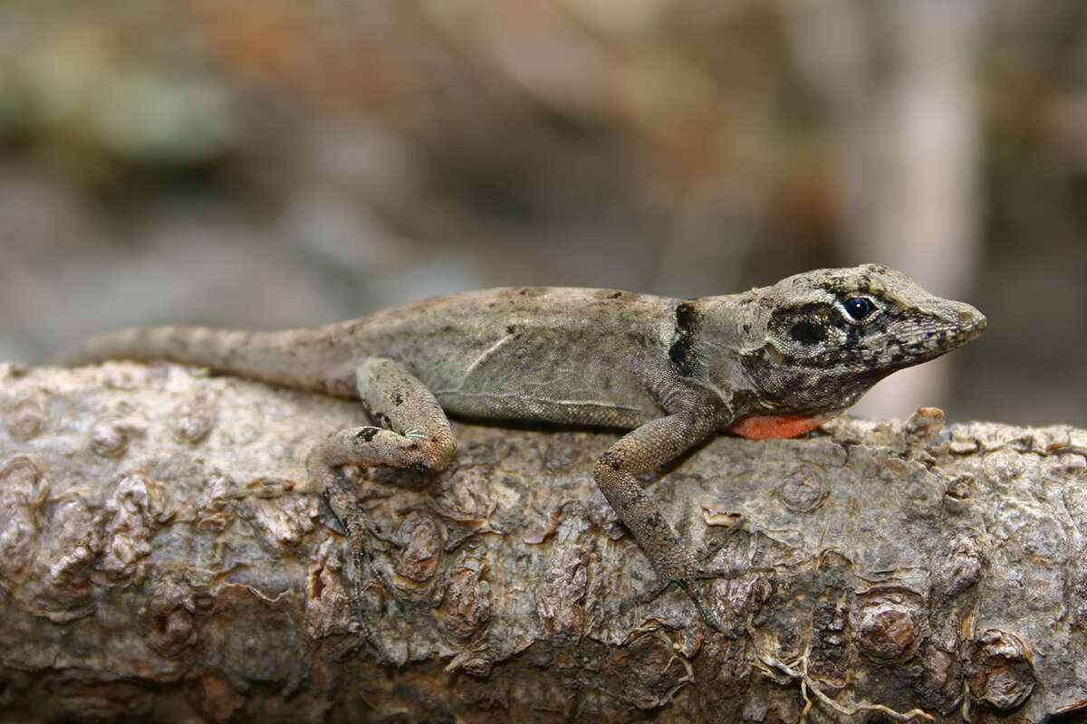 Imagem de Anolis armouri (Cochran 1934)