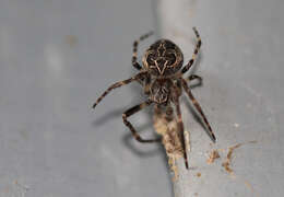 Image of Gray Cross Spider