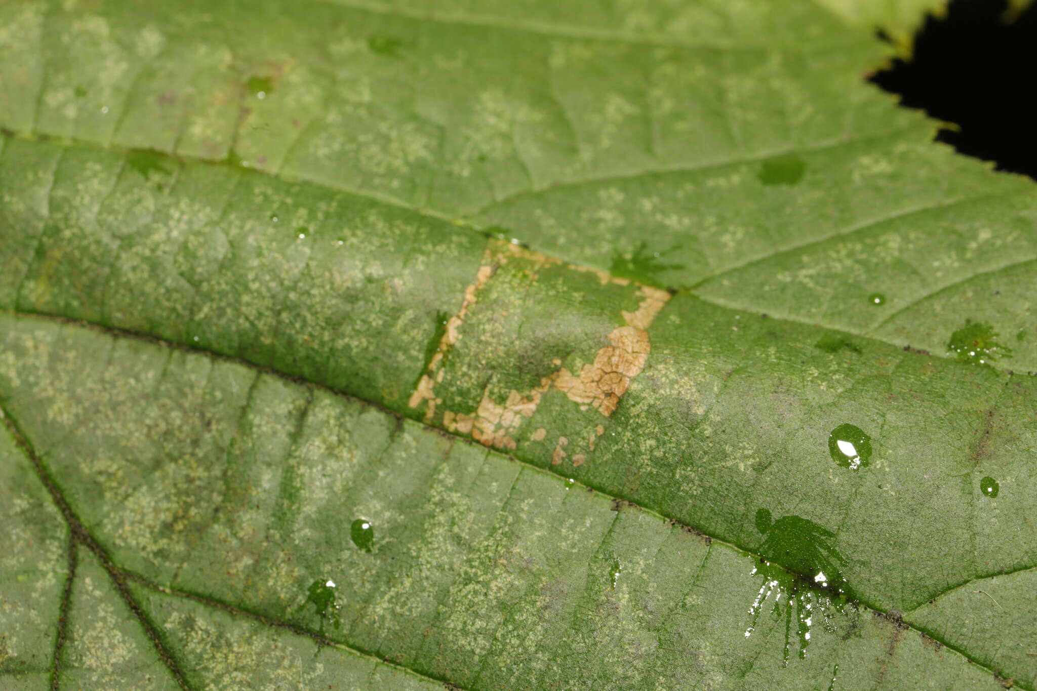 Image of Red Hazel Midget