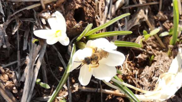 Image of Crocus ochroleucus Boiss. & Gaill.