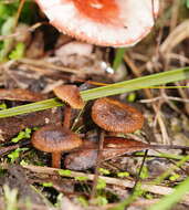 Image of Inocybe fibrillosibrunnea O. K. Mill. & R. N. Hilton 1987