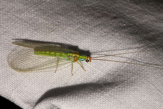 Image of Plesiochrysa atalotis (Banks 1910)