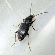 Image of Carabidae