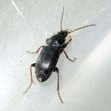 Image of Carabidae