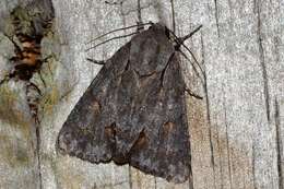 Image of Triton Dagger Moth